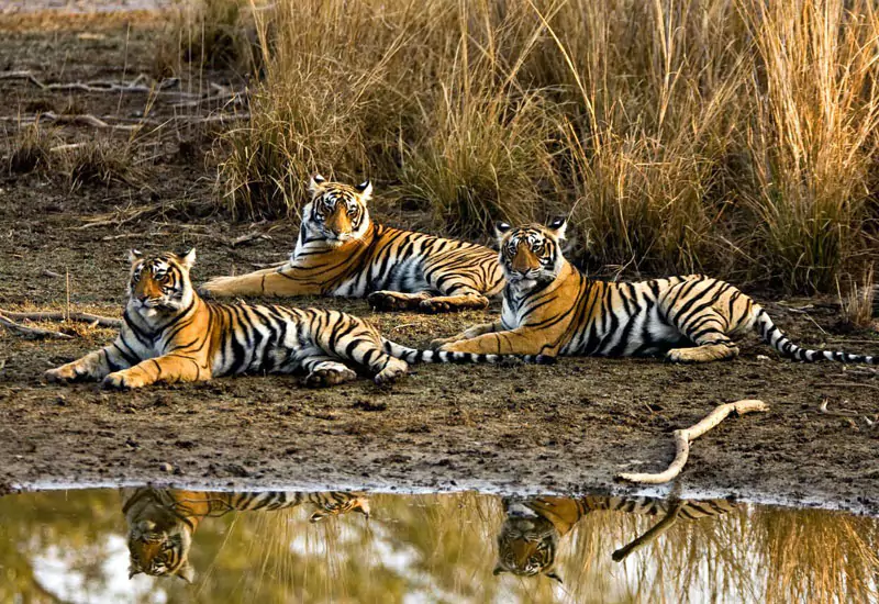 Vibrant  Rajasthan with Wildlife from Ahmedabad