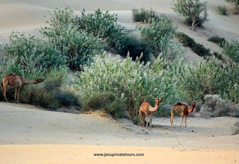 Jaisalmer Desert Tour: Best Thar Desert Tours, Packages & Travel Guide