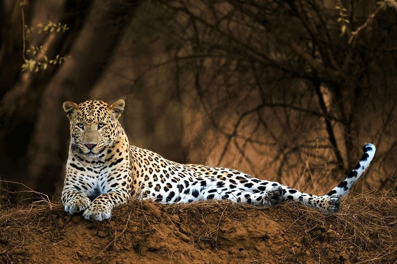 The Jhalana Leopard Safari : Natural Wonders Exploration