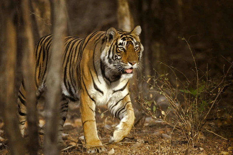 Ranthambore Wildlife Journey : The Tiger’s Territory