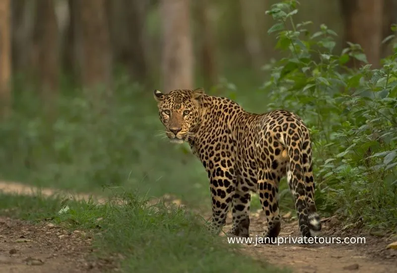 11 Days Wildlife Safari Tour