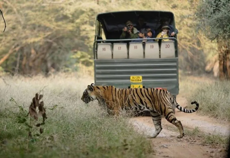 Ranthambore Tiger Safari Day Tour