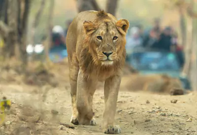 Gir Lion Safari Tour