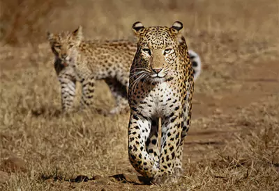 Golden Triangle Tour with Sariska Tiger Safaris