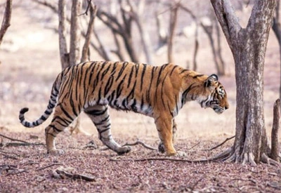 Day Trip to Ranthambore from Jaipur