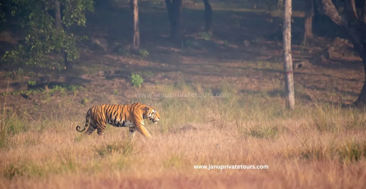 Kanha National Park safari Travel Guide