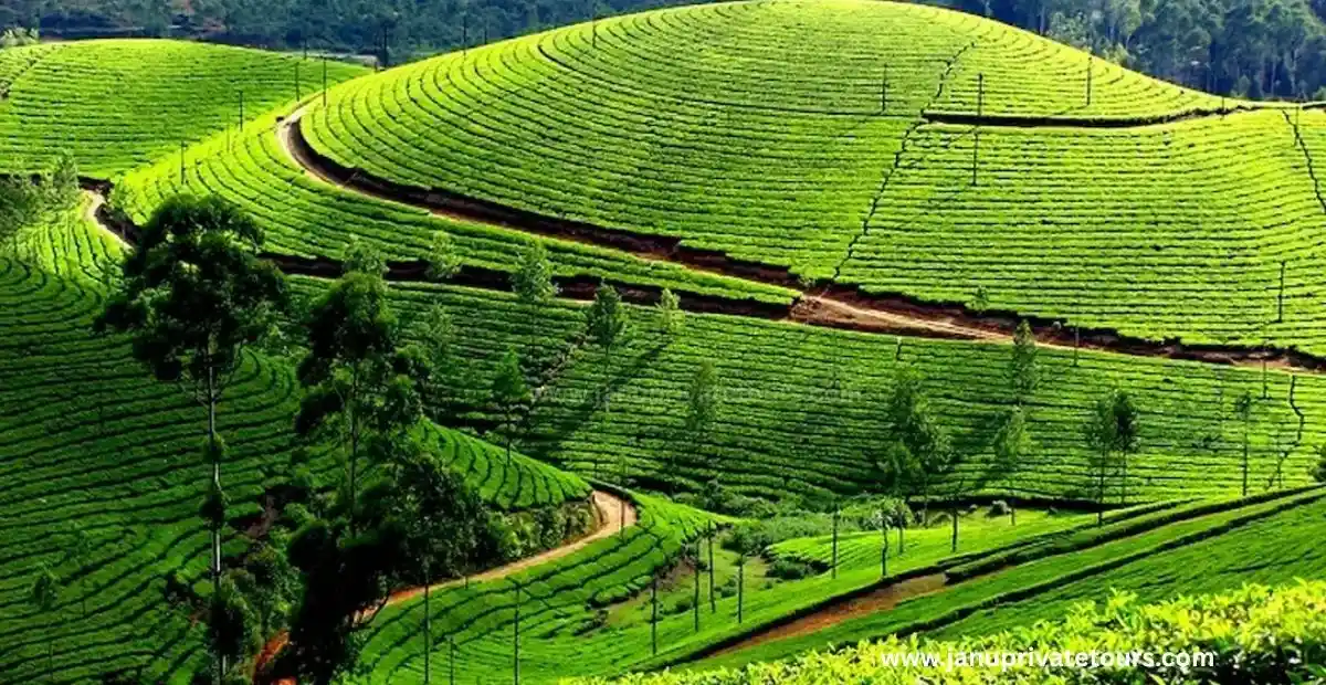 Top 8 Places To Visit in Munnar, Kerala, India
