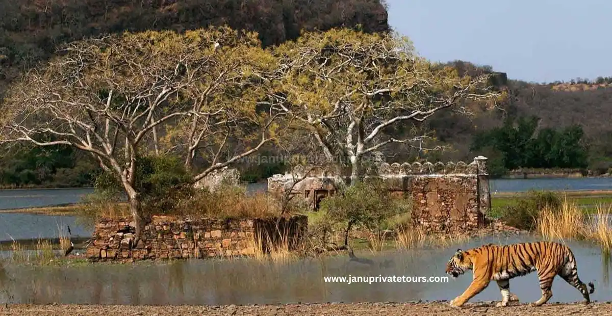 Ranthambore National Park Safari