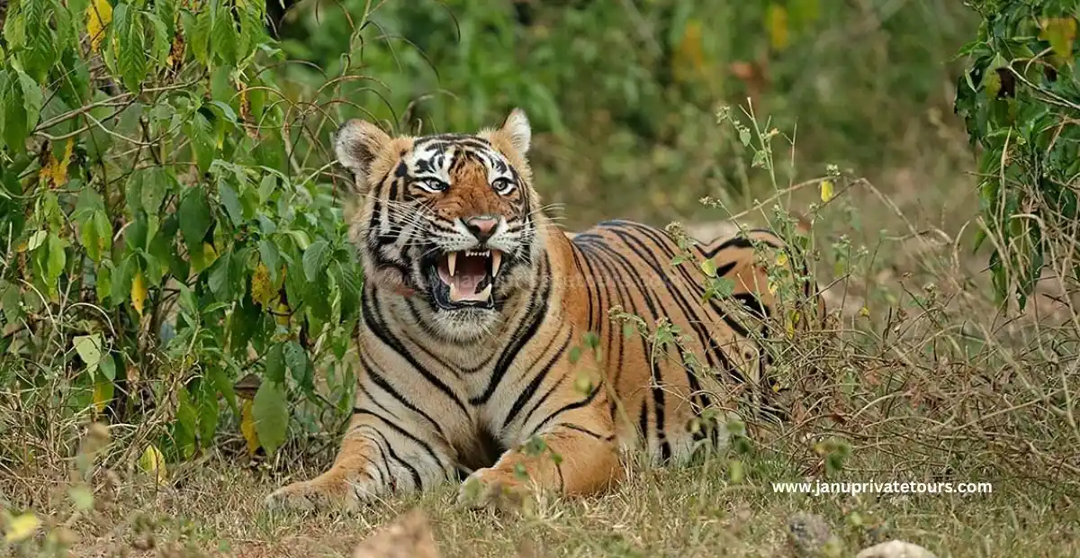 Sariska Tiger Reserve Travel Guide