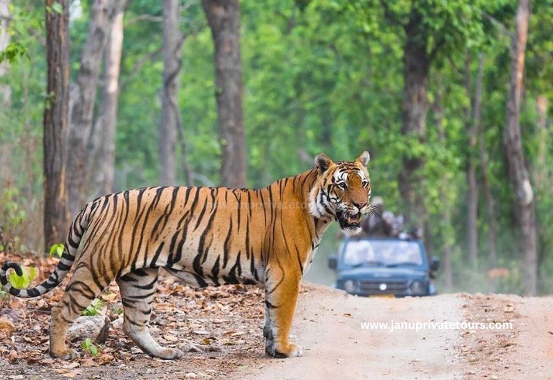 Things to do in Ranthambore
