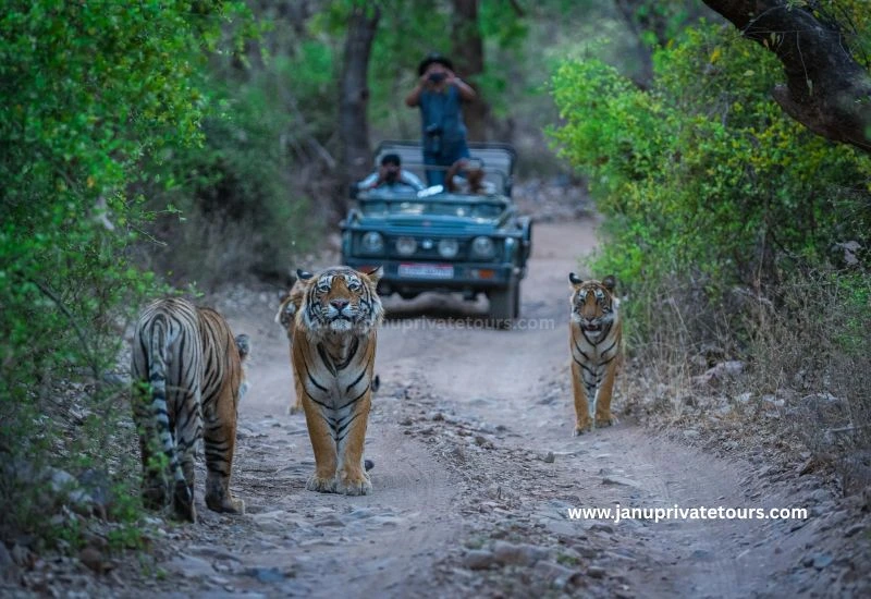 Best Tiger Safari in Rajasthan