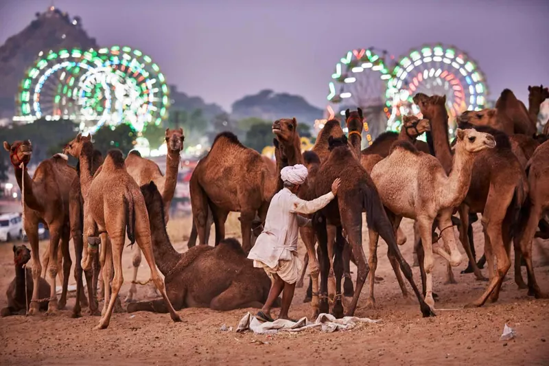 Traditional Rajasthani camel herders and cultural festivities at the Pushkar Fair