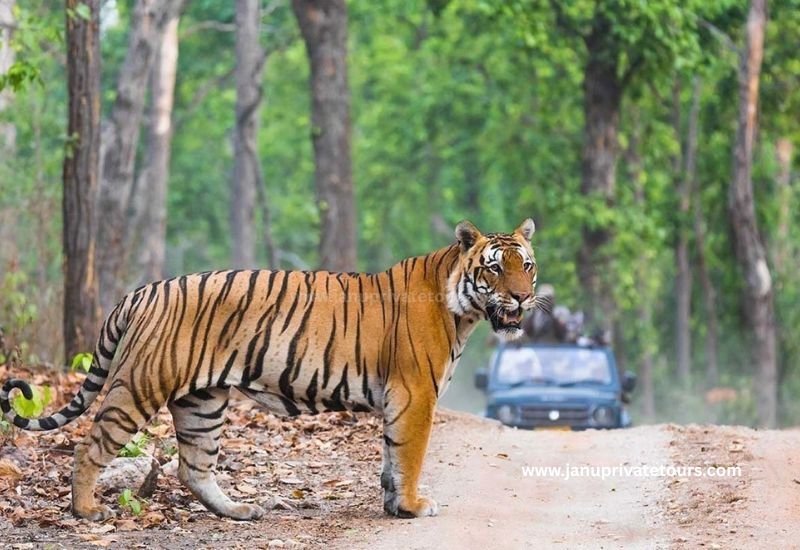 Must-visit attractions and safari zones in Ranthambore National Park