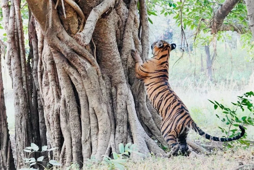 India_96.jpg