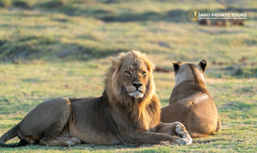 Gir Lion Safari Tour (1)