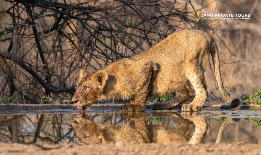 Gir Lion Safari Tour (2)