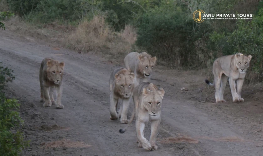 Gir Lion Safari Tour (4)