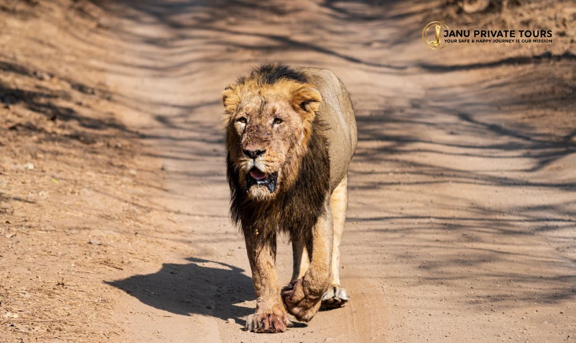Gir Lion Safari Tour