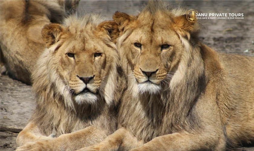 Gir Lion Safari and Diu Tour (1)
