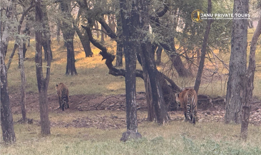 Gir Lion Safari and Diu Tour-4