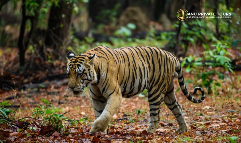 Golden Triangle Tour with Sariska Tiger Safaris (1)