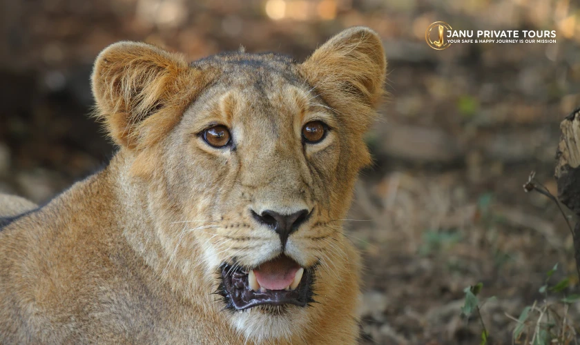 Gujarat Cultural and Wildlife Tour
