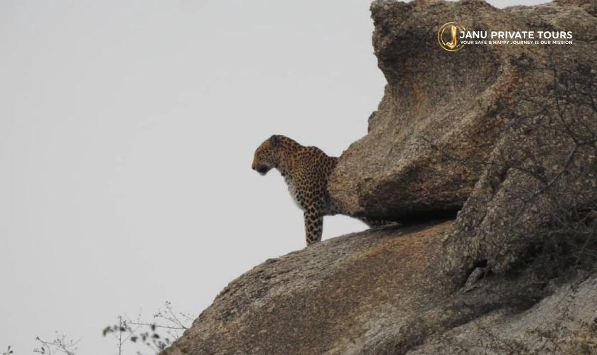 Jawai Leopard Safari Tour-2