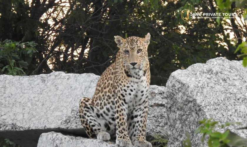 Jawai Leopard Safari Tour-3