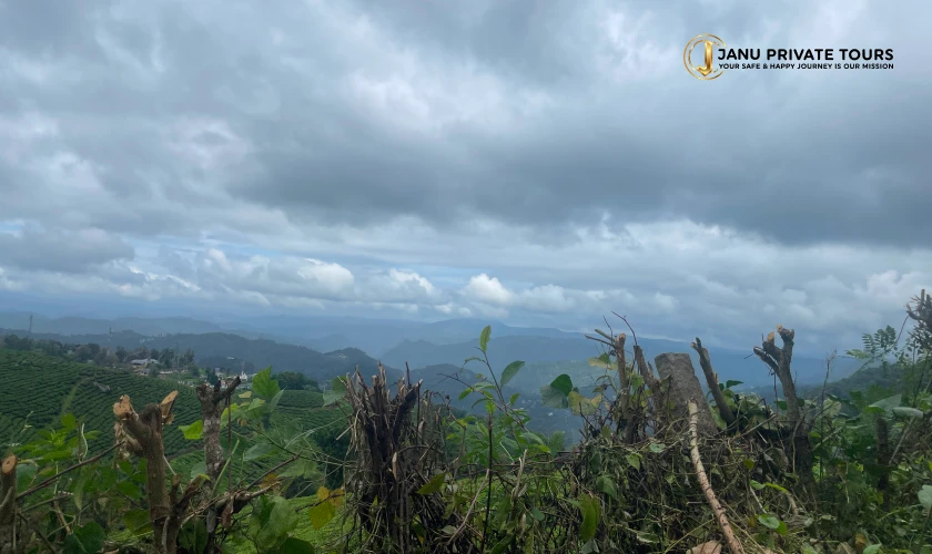 Kochi Munnar & Kumarakom Tour
