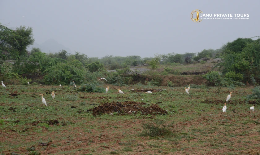 Luxury India Palace & Wildlife Tour (3)