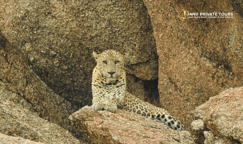 Luxury India Palace & Wildlife Tour (4)
