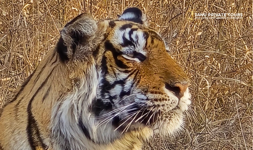 Luxury India Palace & Wildlife Tour (8)