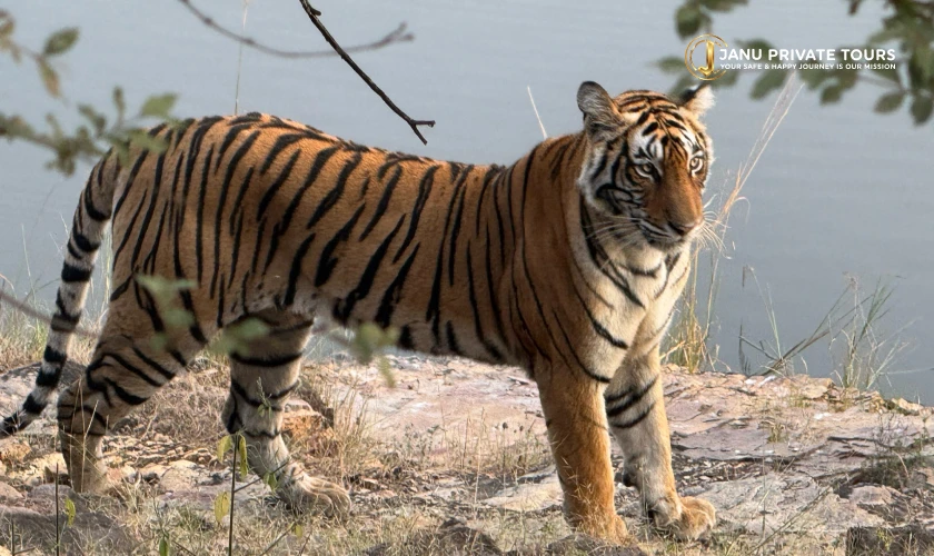 Luxury Ranthambore Tiger Safari (6)