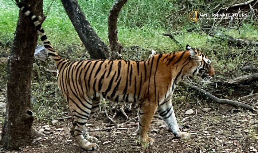 Luxury Ranthambore Tiger Safari (7)