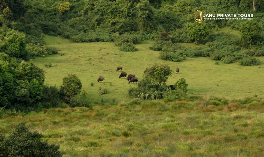 Luxury kerala Tour Package (3)