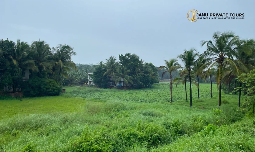 Luxury kerala Tour Package (4)