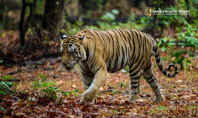 Rajasthan Tiger Safari Tour (2)