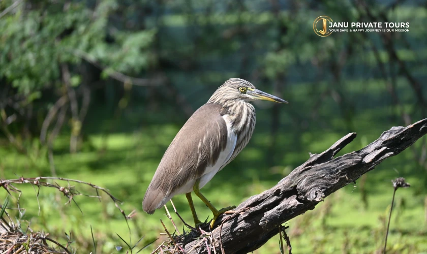 Rajasthan Tiger Safari Tour (3)