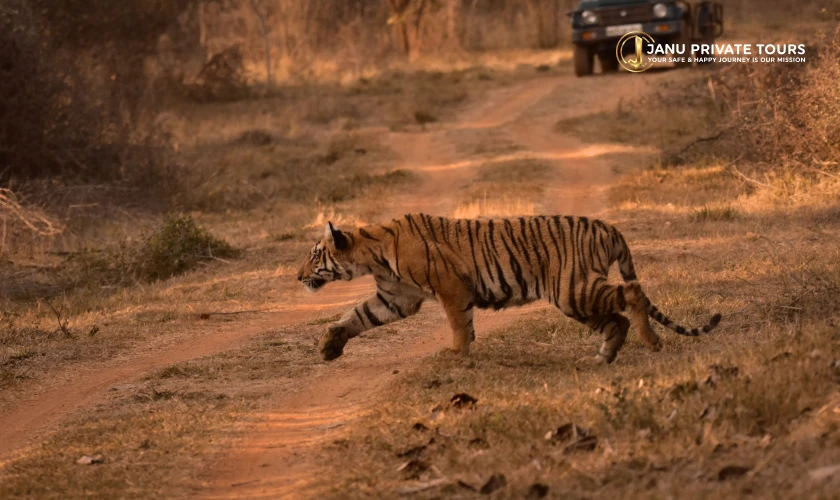 Rajasthan Tiger Safari Tour