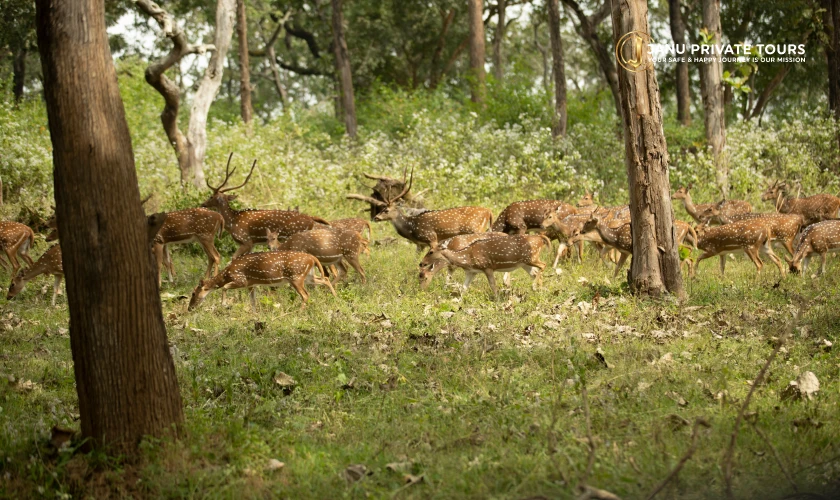 South India 15 Days Tour (1)