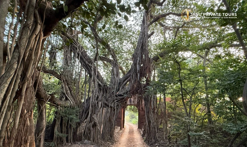 gir-lion-safari-tour-2