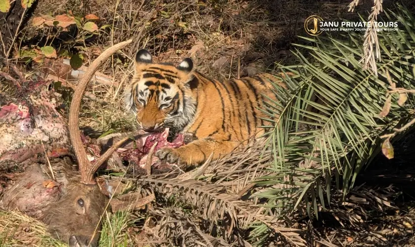 gir-lion-safari-with-rann-of-kutch-tour-2