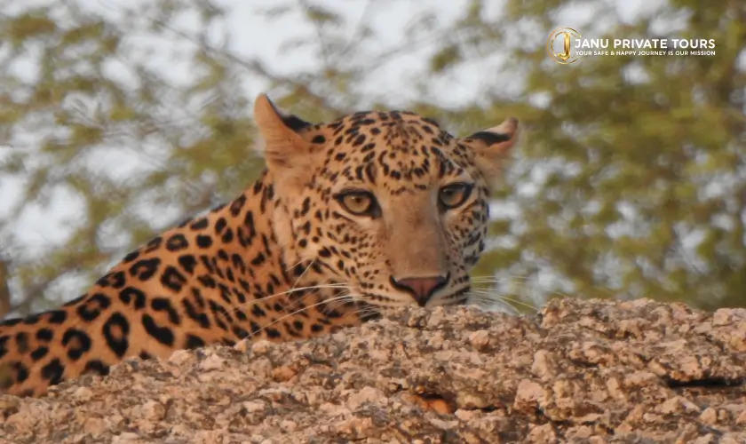 jawai-leopard-safari-tour-1