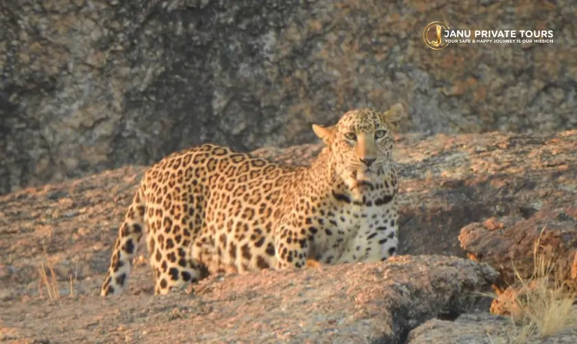 jawai-leopard-safari-tour-3