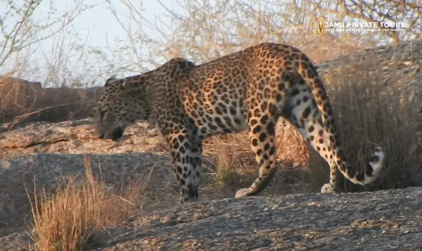 jawai-leopard-safari-tour-4
