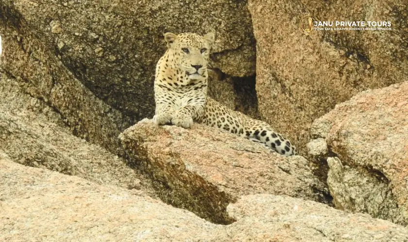 jawai-leopard-safari-tour-5