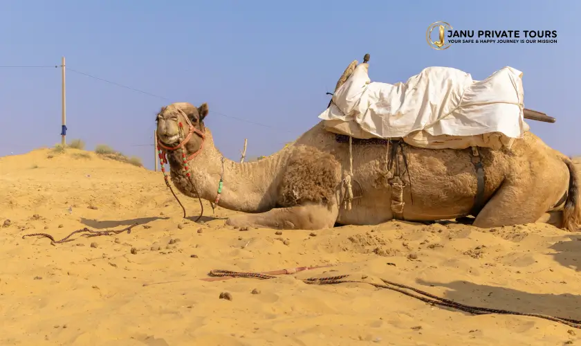jodhpur-sightseeing-tour-3