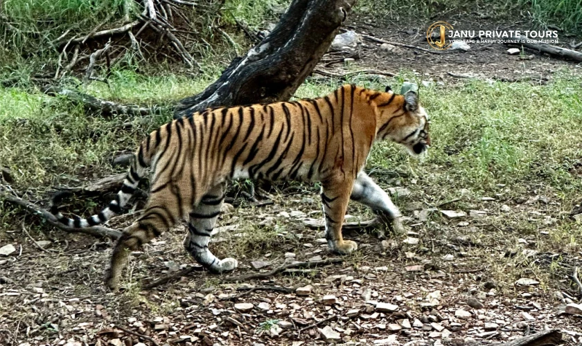 rajasthan-heritage-and-tiger-safari-tour-4